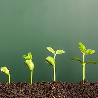 Plants growing
